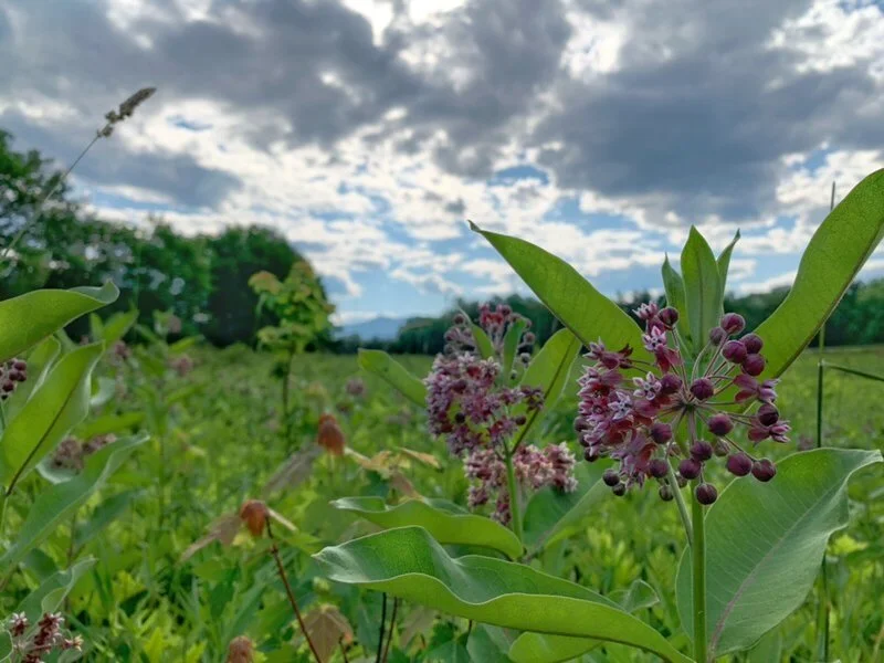 How to Eat Common Milkweed Flowers