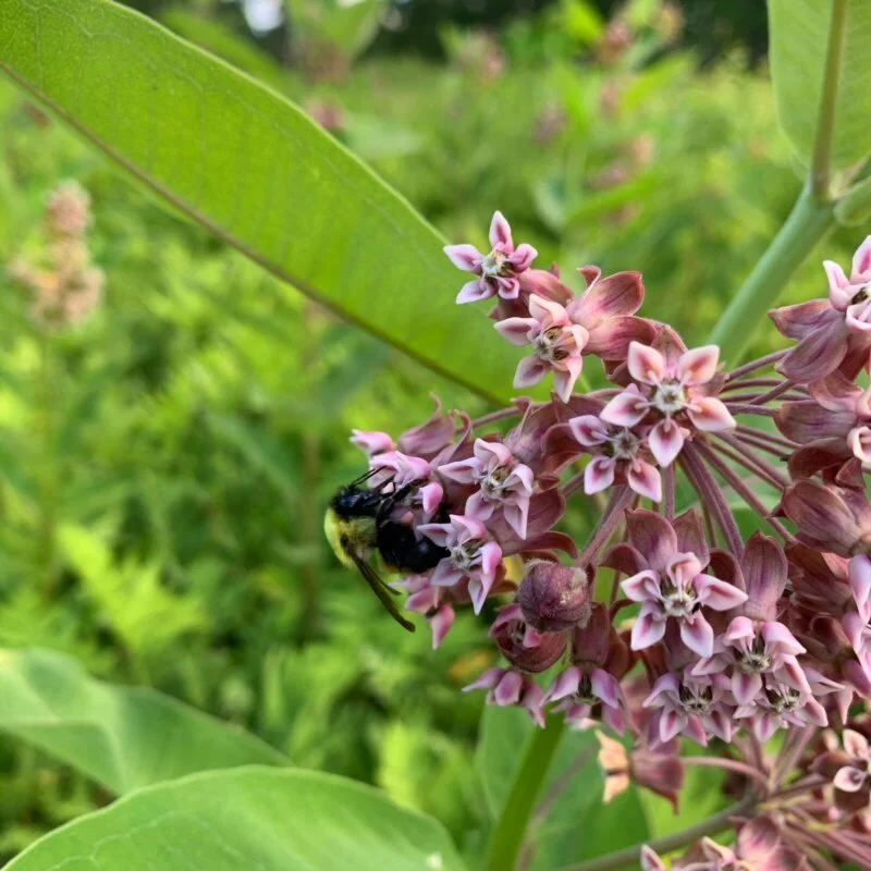 How to Eat Common Milkweed Flowers — WildFed