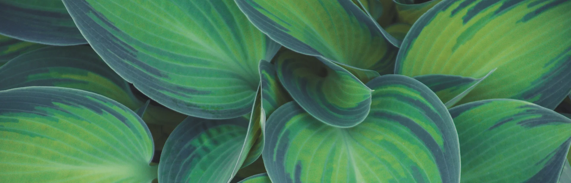 leafy.jpg