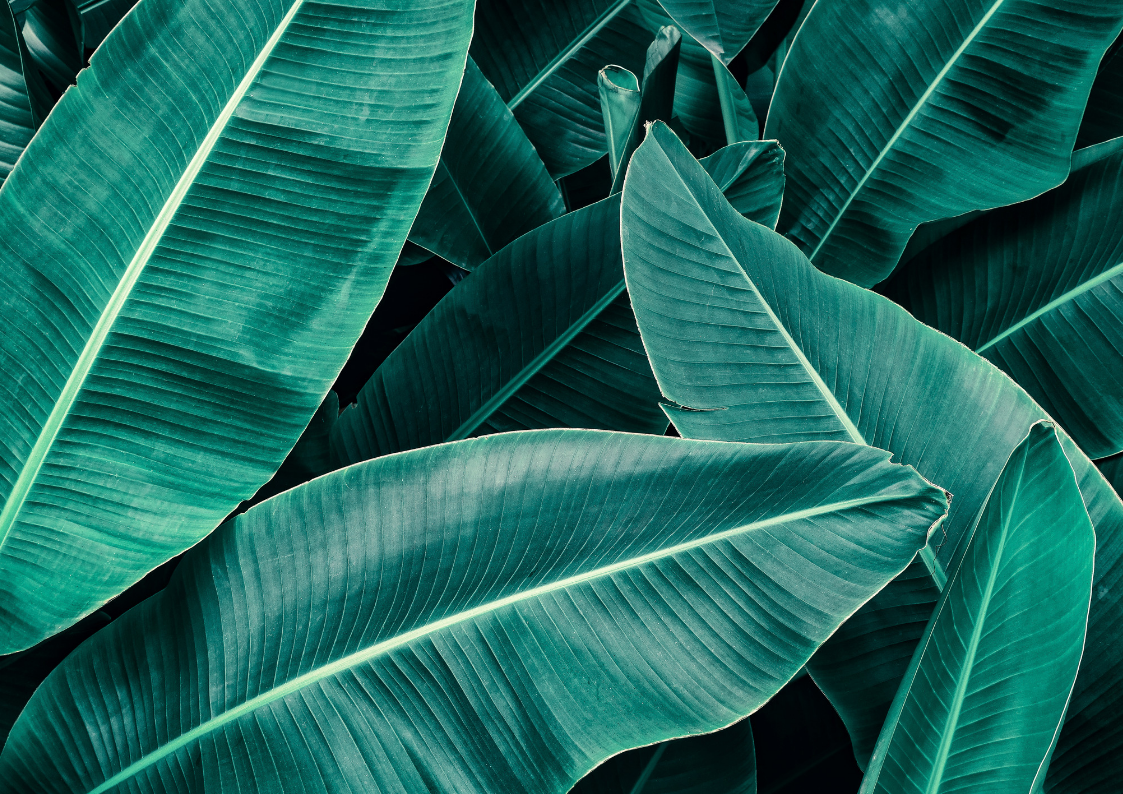 Leaves for trove collective.png