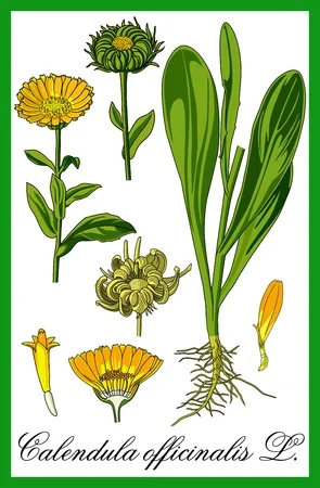 calendula.jpg