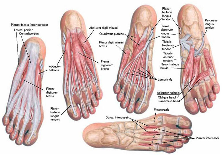 plantar foot anatomy nerves