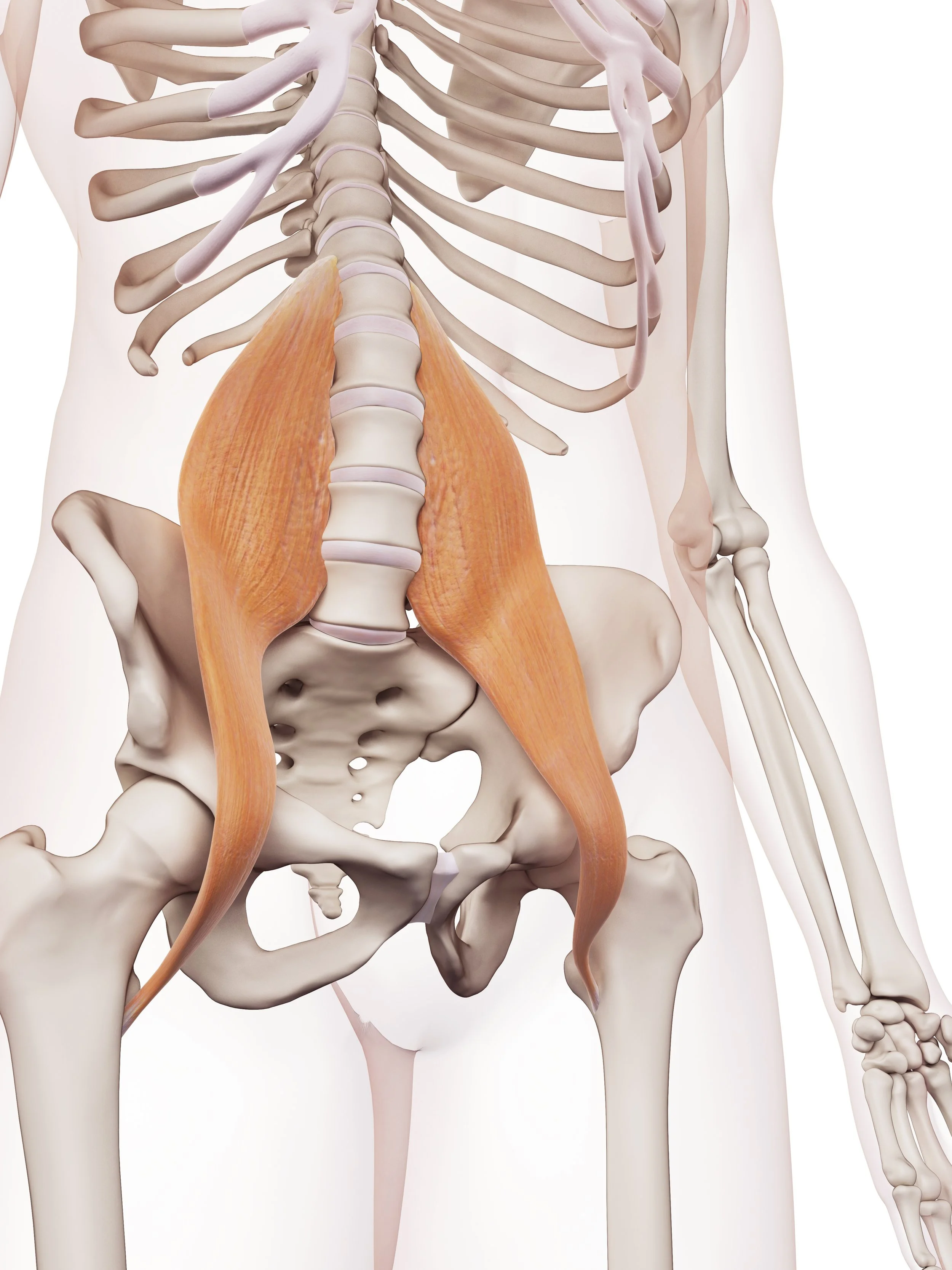 PSOAS 101: what is it, what does it do, when does it hurt ???