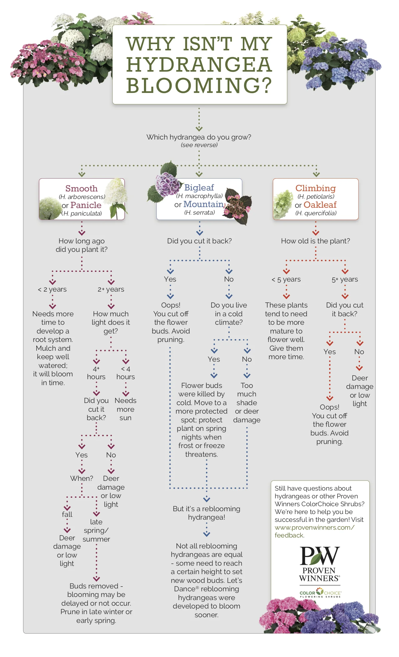 hydrangeas_demystified_2015.jpg