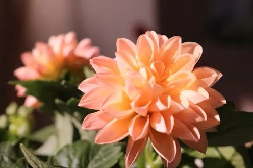 Dahlias: To Dig or Not to Dig