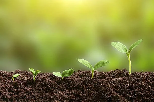 Future Gardeners (ages 9-14) - Seed Starting