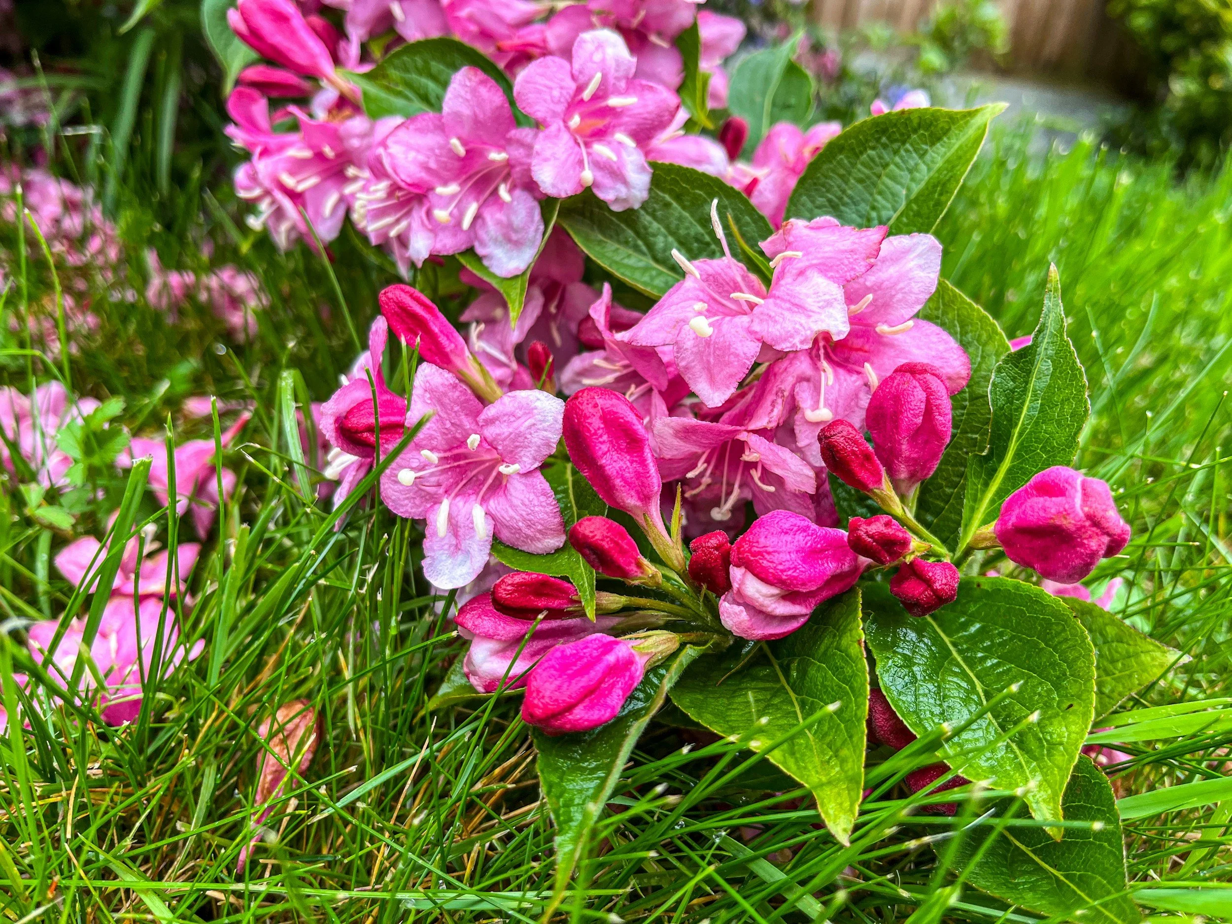 flowers with lush green foliage
