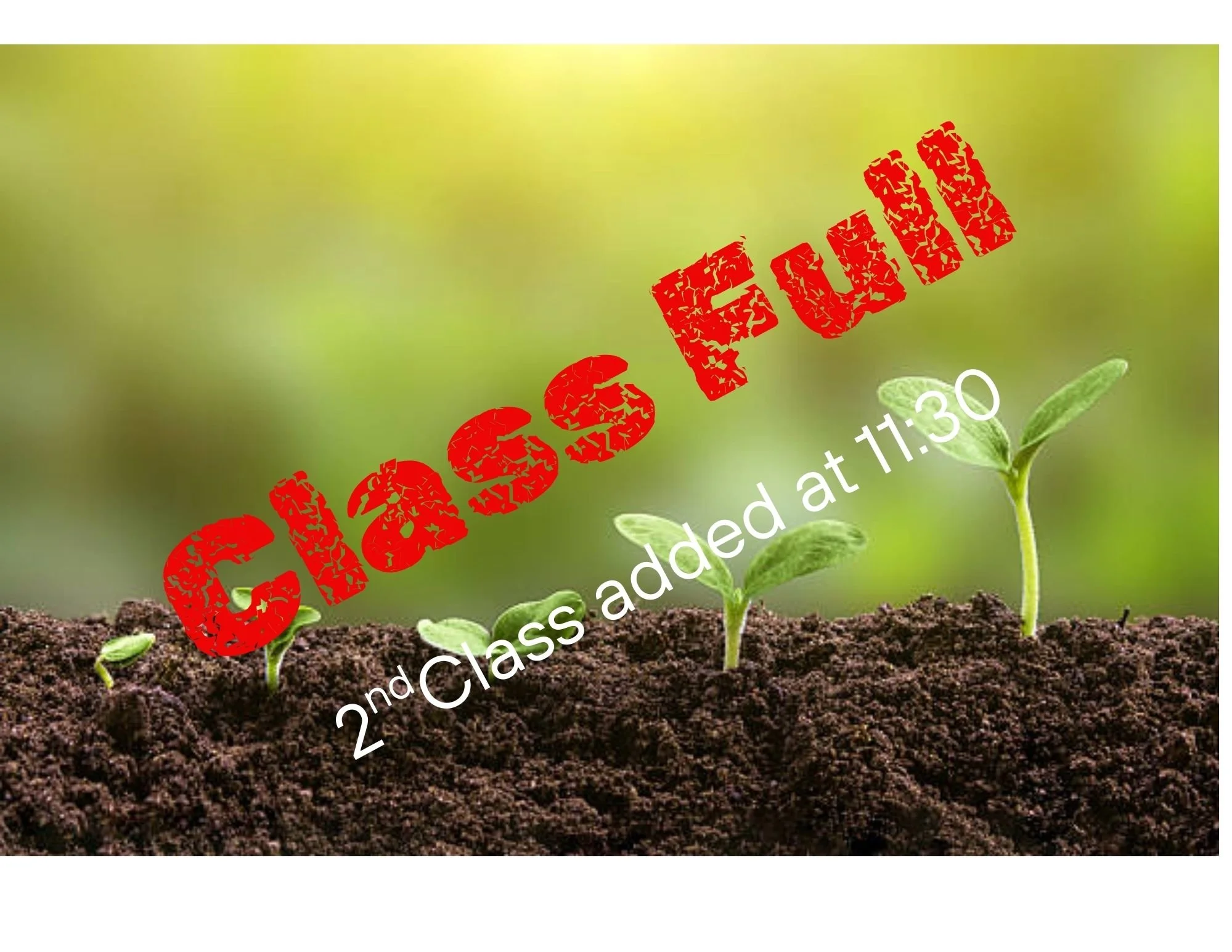 Little Sprouts (ages 4-8) - Seed Starting