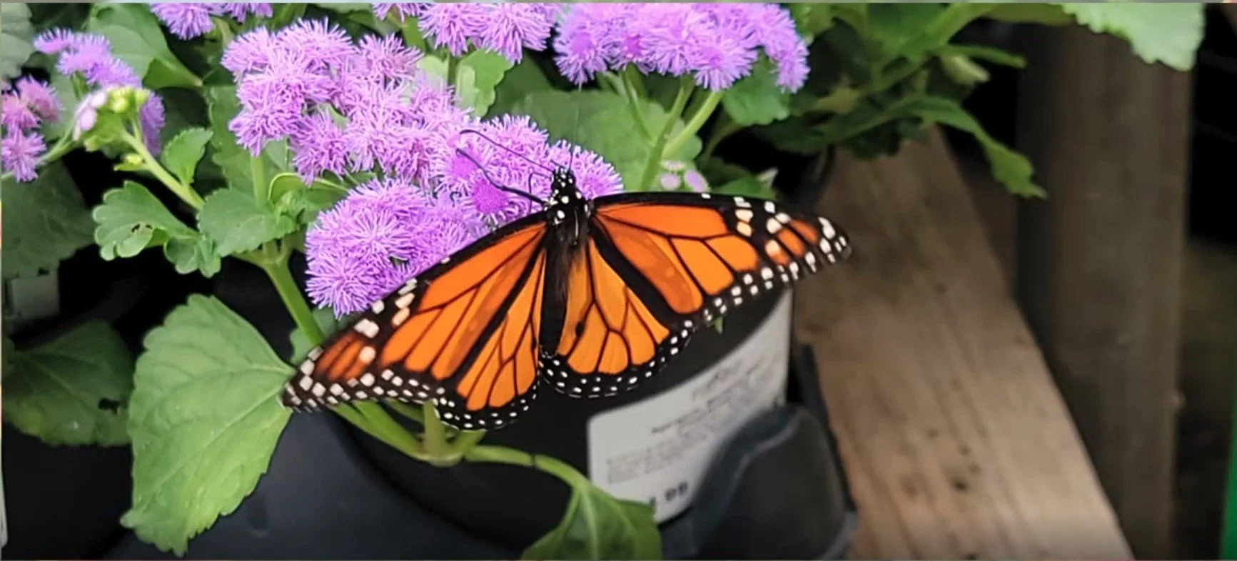 Planting for Pollinators