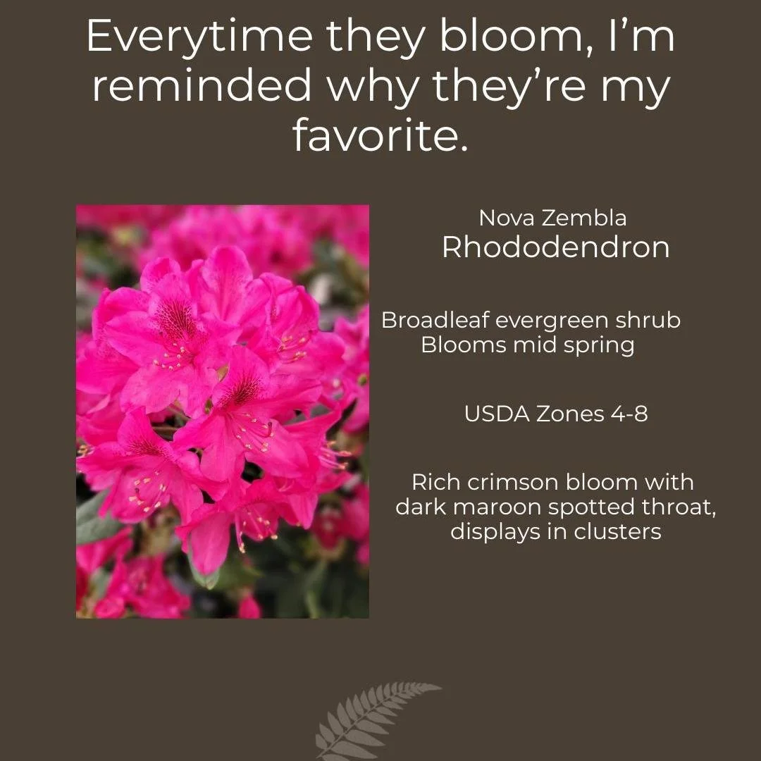 The beauty of a Rhododendron can, at times be breathtaking, and the Nova Zemblas here at Fernwood did not disappoint.  The weather we had over the weekend, kicked them into gear and the amount of flowers that opened up is amazing.
If you have shade a