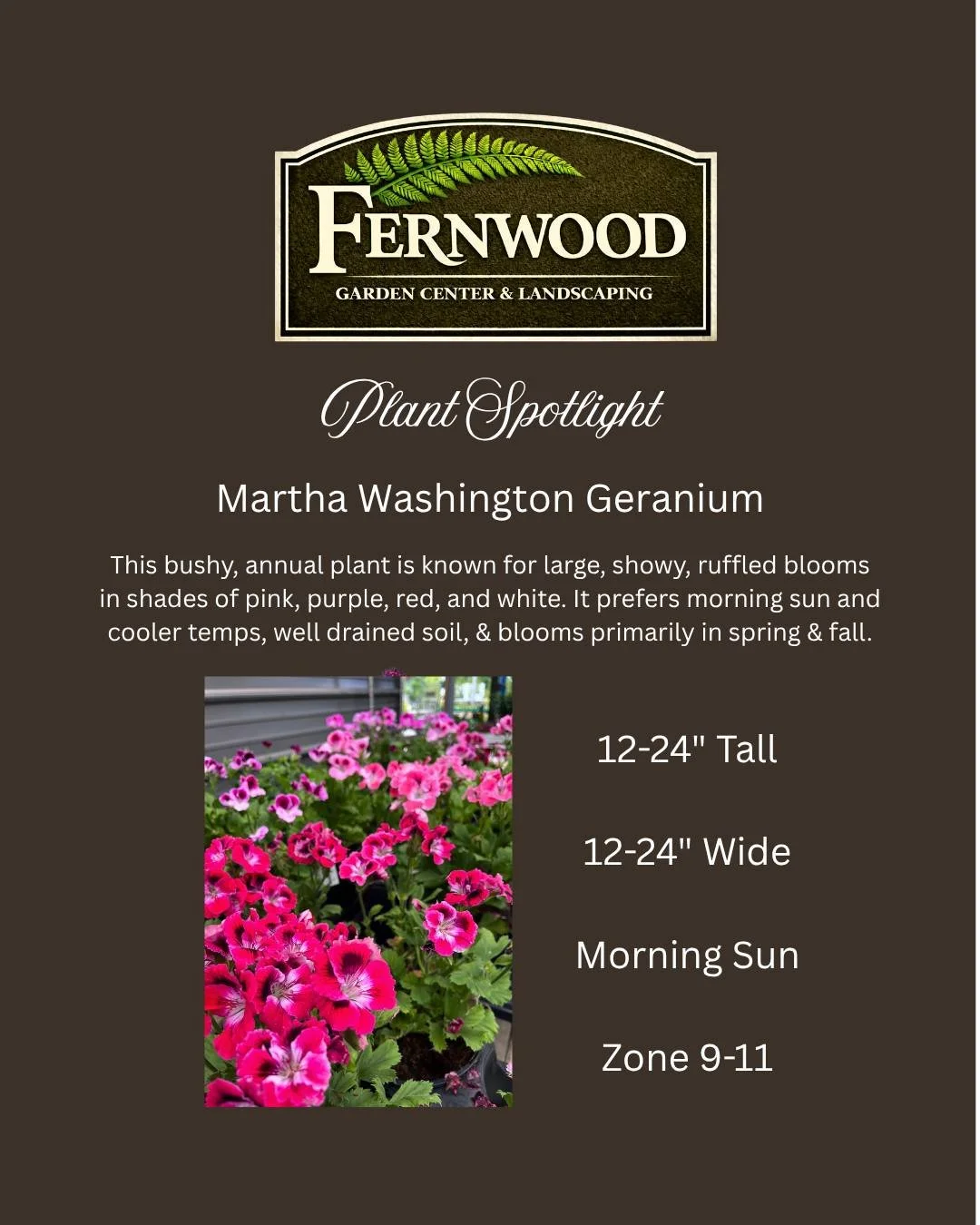 This beautiful annual is a beautiful bushy plant with soft green leaves, and showy ruffled flowers in pinks, purples, reds and white.  It does prefer cooler temps, and therefore primarily blooms in spring and fall. It prefers morning sun and well dra