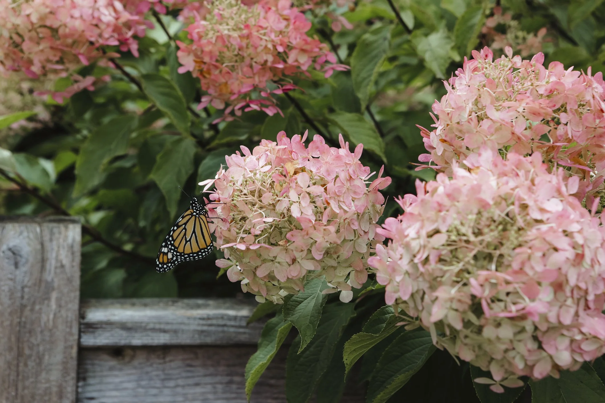 Hydrangea Handbook