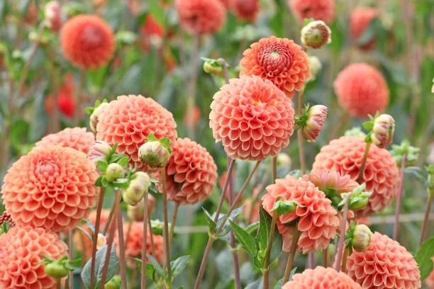 Dahlias: To Dig or Not To Dig