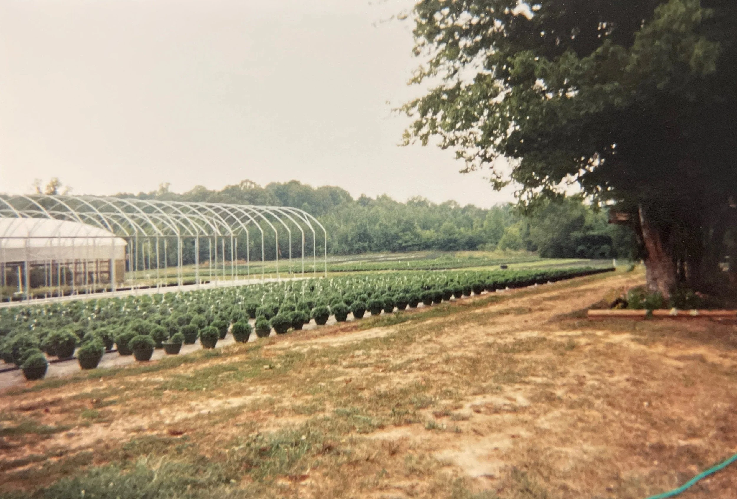 Mums growing at farm location (c. 1999)