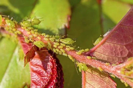 Pests, Diseases &amp; a Healthy Landscape
