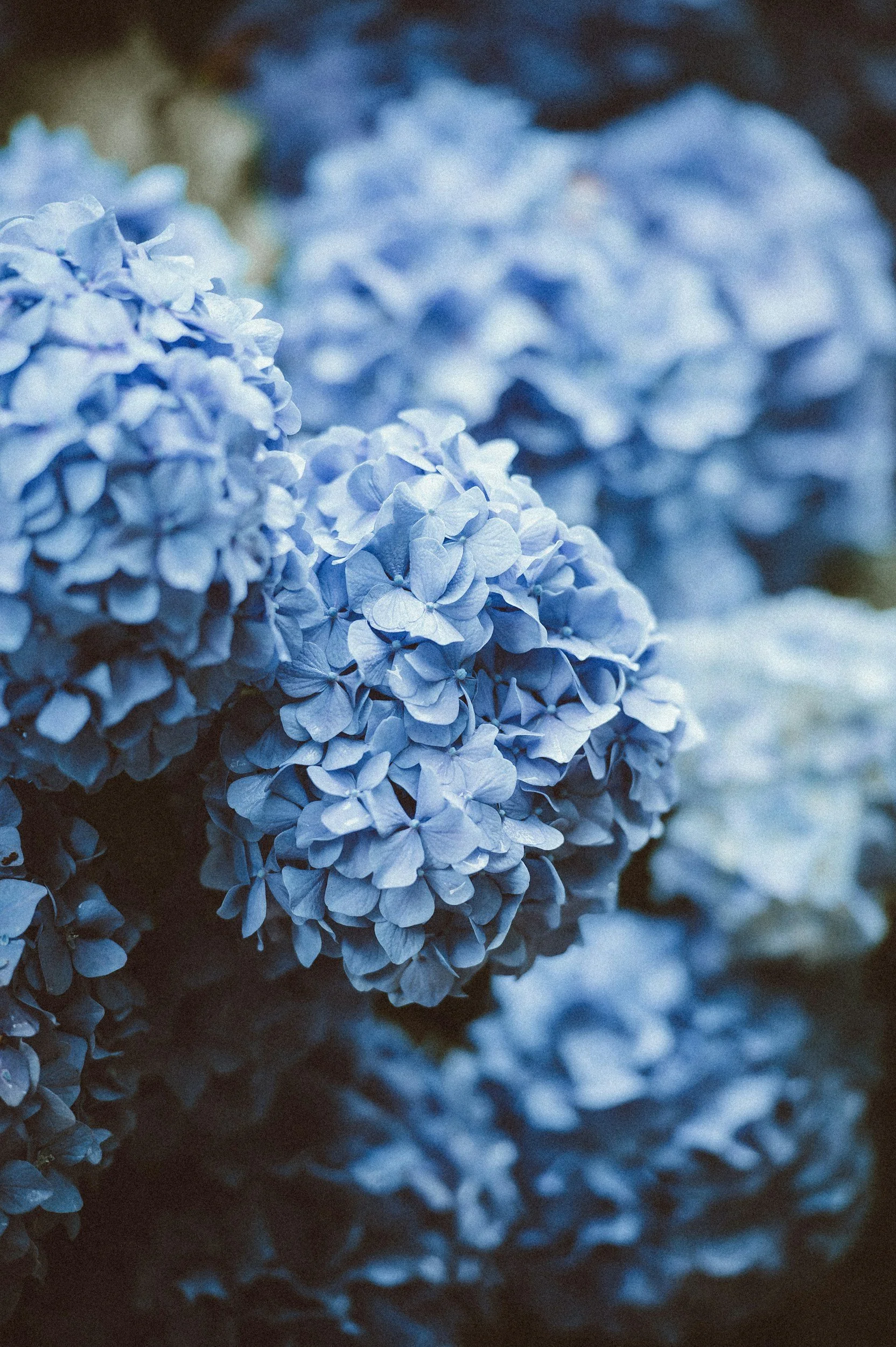 When Should I Prune My Hydrangea?