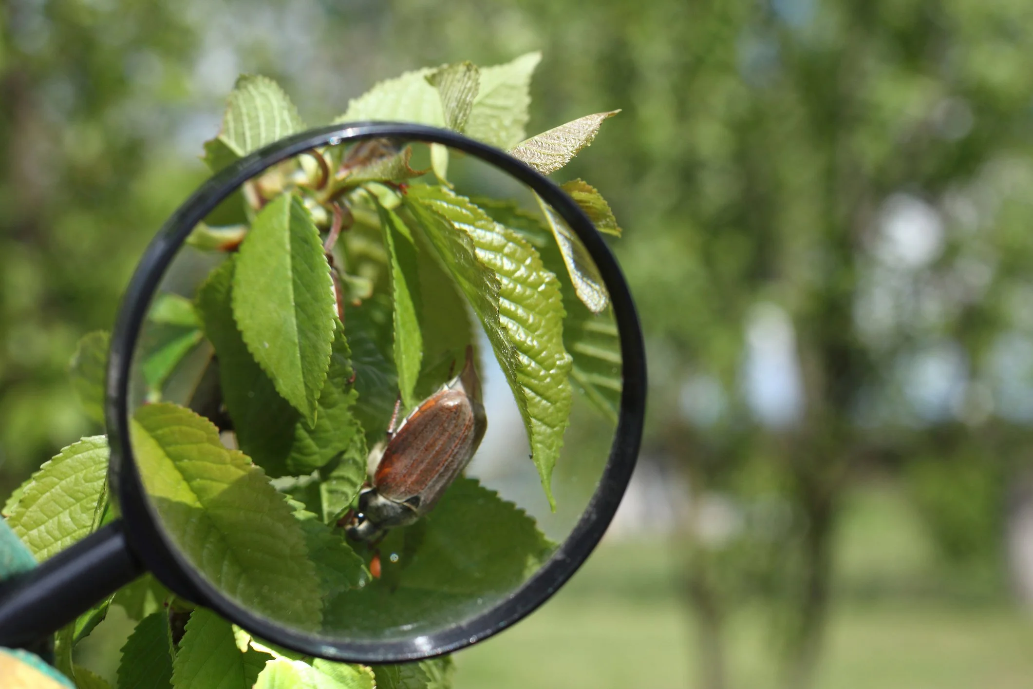 What’s Eating My Plants? A Guide to Late-Summer Garden Pests
