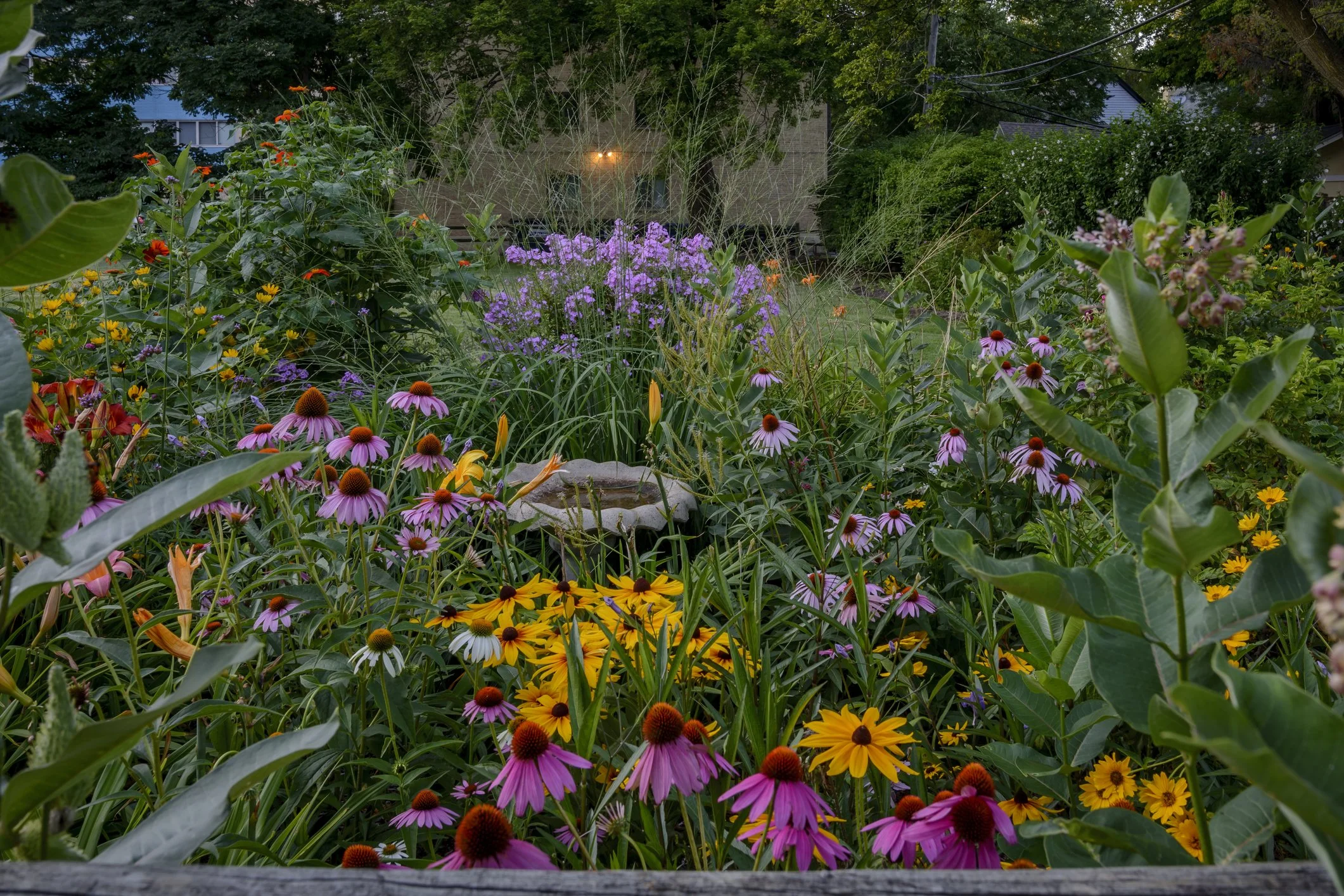 Best Late-Summer Flowers for Pollinators
