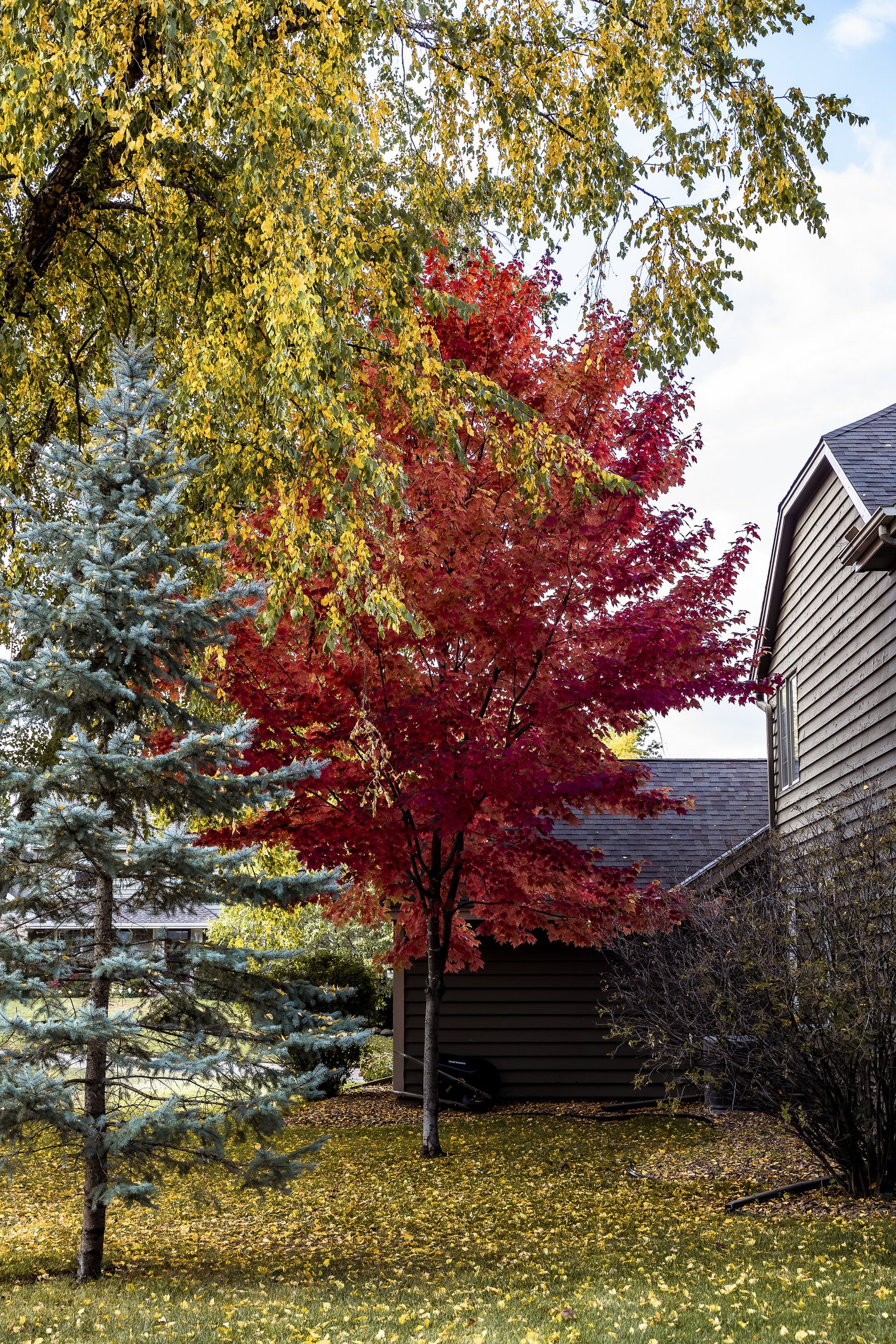 Why Fall is the Best Time to Plant Trees and Shrubs