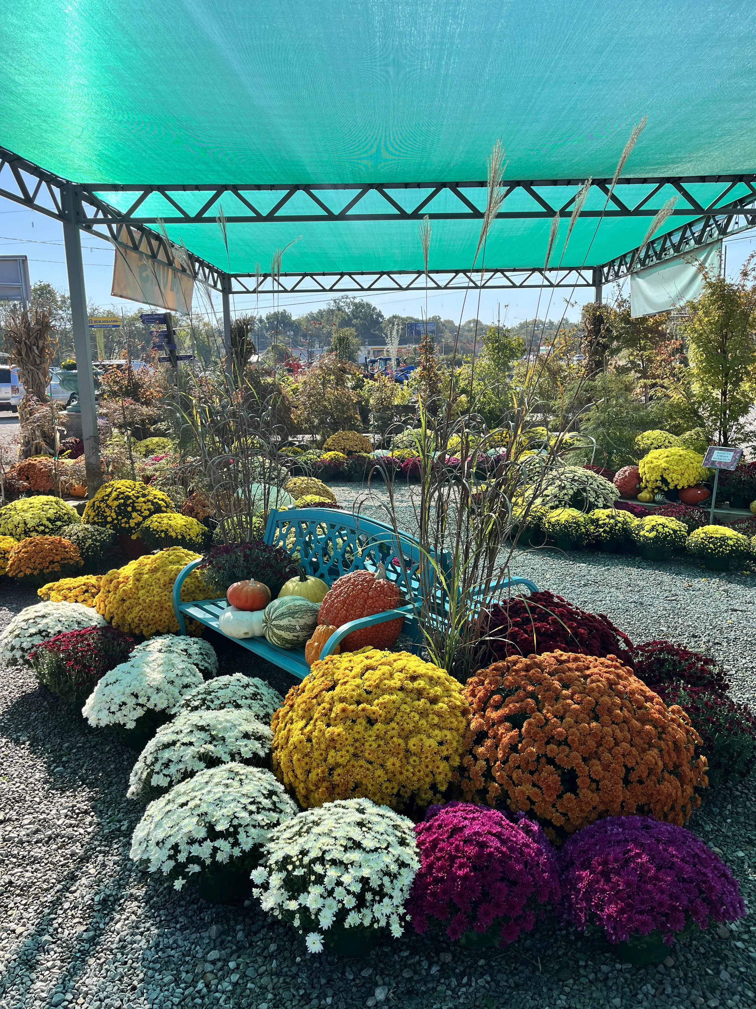 Colorful autumn flowers and pumpkins arranged under a canopy, with parking lot and trees in the background.