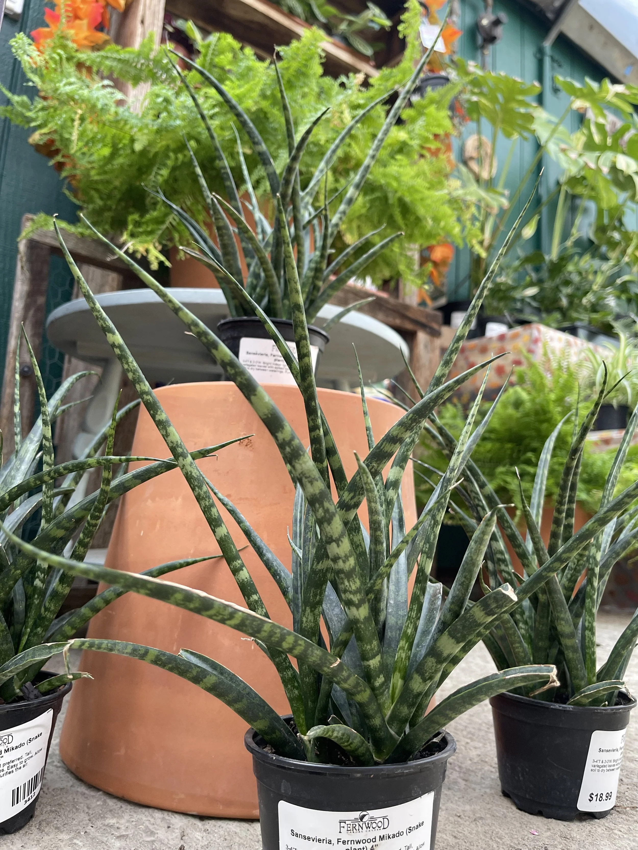 A potted Sansevieria Fernwood Mikado snake plant in black container, with long green leaves featuring variegated dark and light green patterns, displayed among other plants on a concrete surface at a garden center.