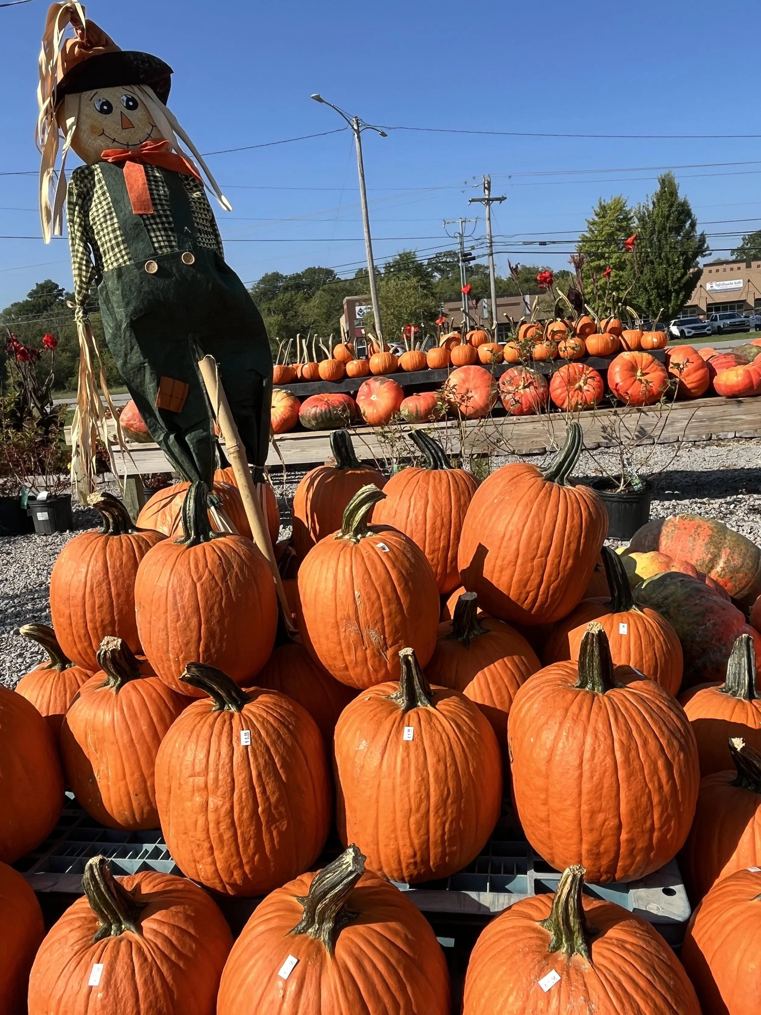 A display of numerous orange pumpkins at a pumpkin patch with a scarecrow dressed as a witch, wearing a black and yellow checkered shirt, dark green overalls, a black hat, and a red tie, standing among the pumpkins. There are pumpkins on a wooden tab