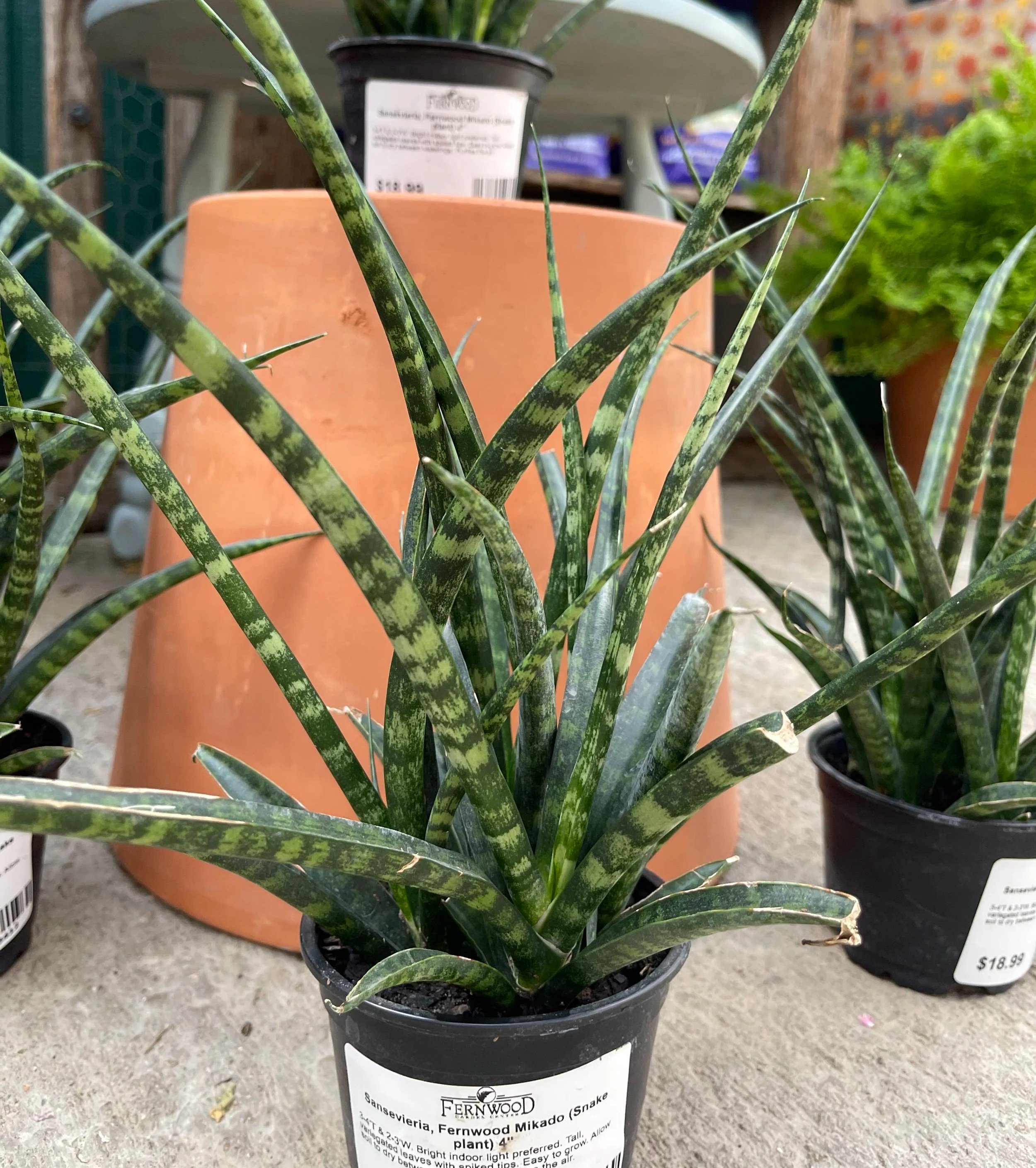 Close-up of a potted snake plant with long, pointed green leaves that have variegated yellow-green markings. In the background, there are other plant pots and labels, including a white label with black text that reads 'Fernwood Mikado'.