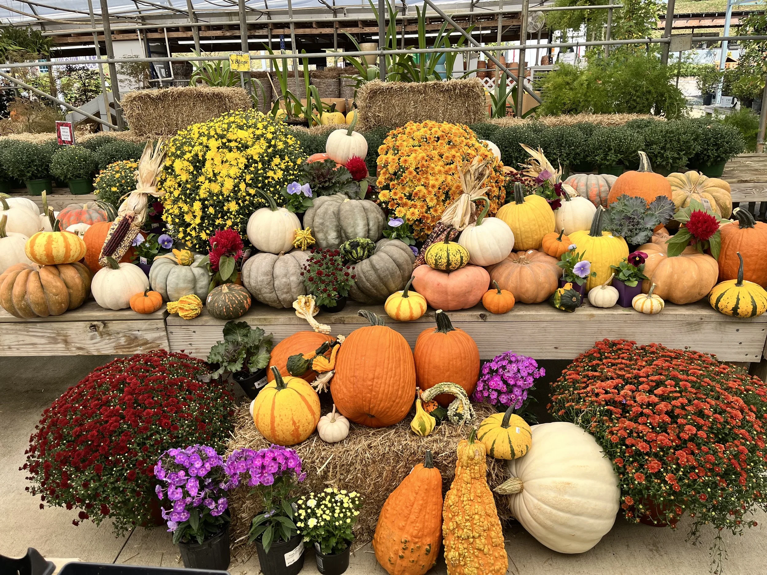 Display of various pumpkins, gourds, and fall flowers on a wooden table at a garden center.