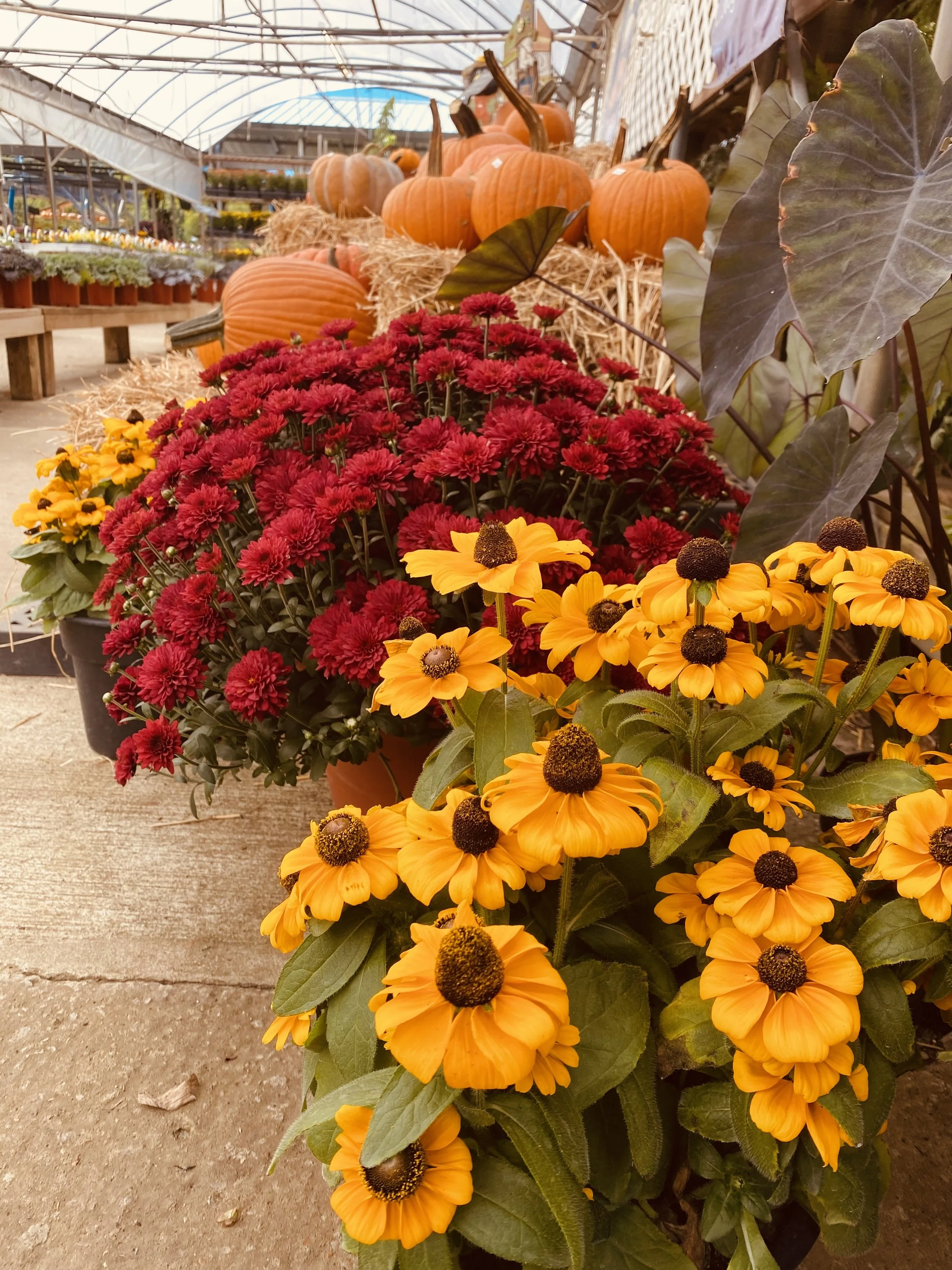 A display of pumpkins and fall flowers in a greenhouse or nursery.