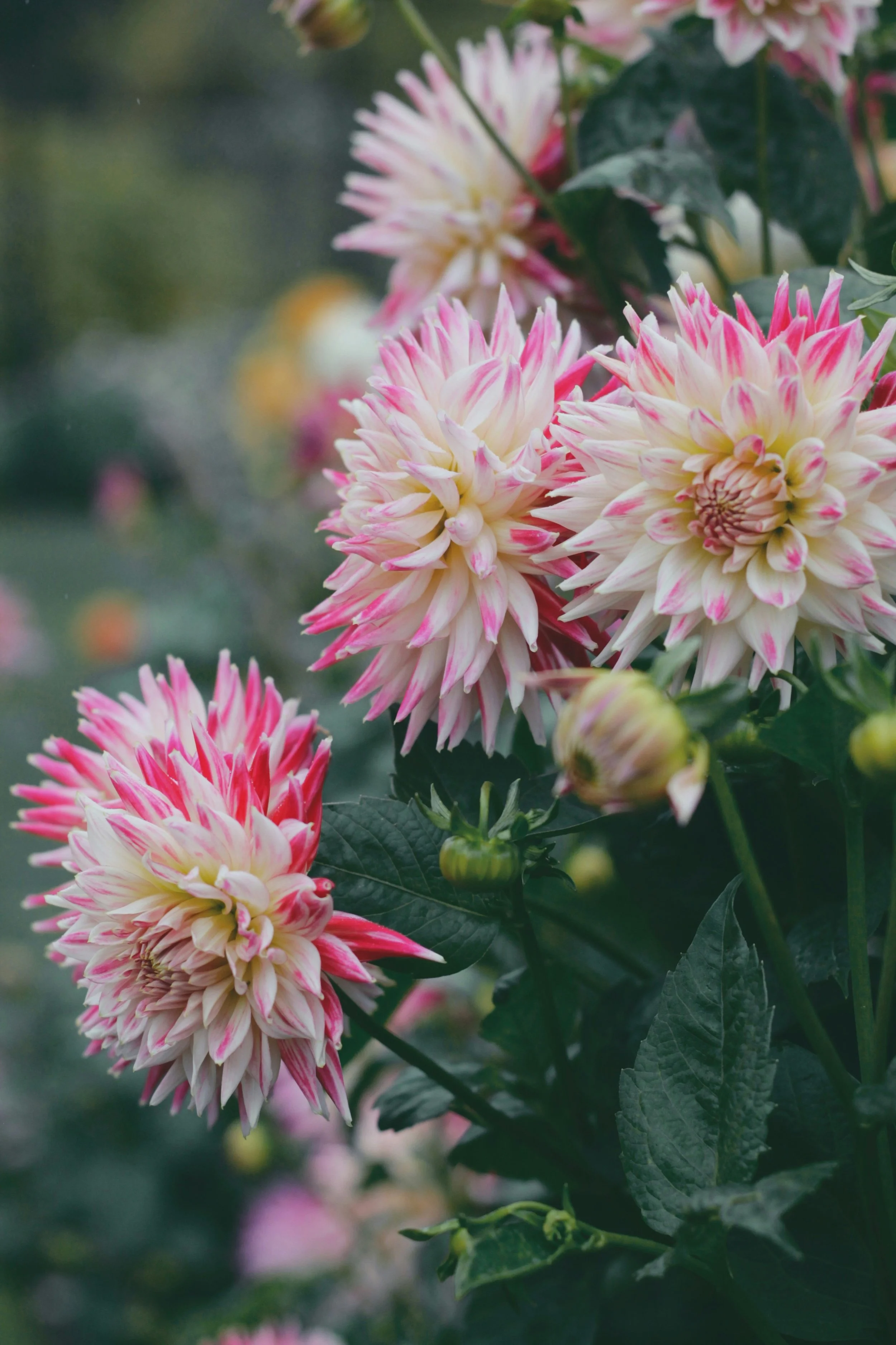 White_with_pink_edge_dahlia_flowers_in_garden