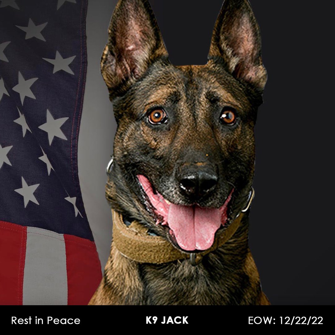 K9-Jack-5.jpg