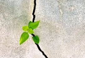 resilience.jpg