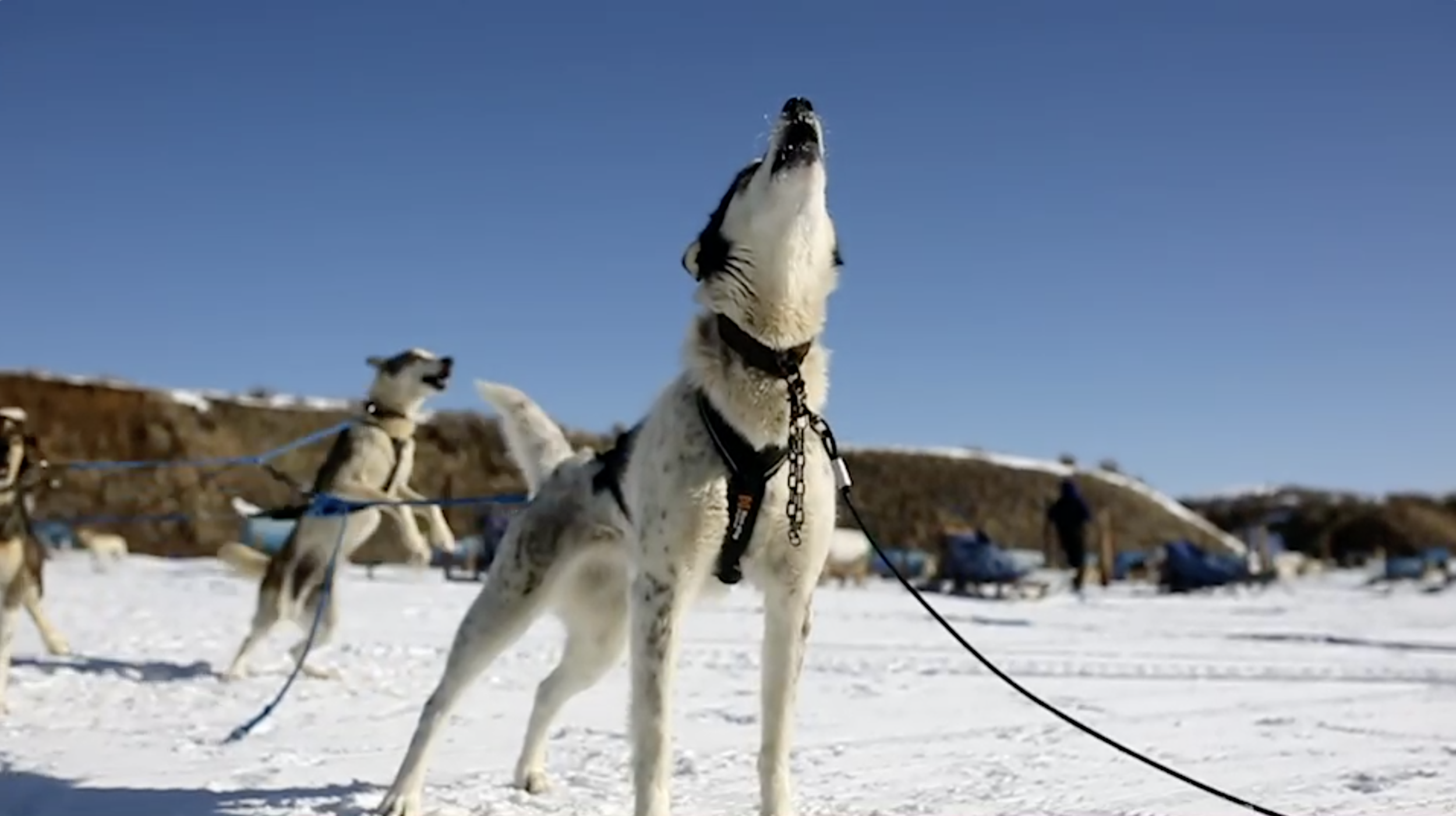 Screen Shot 2021-03-31 at 4.47.25 PM.png