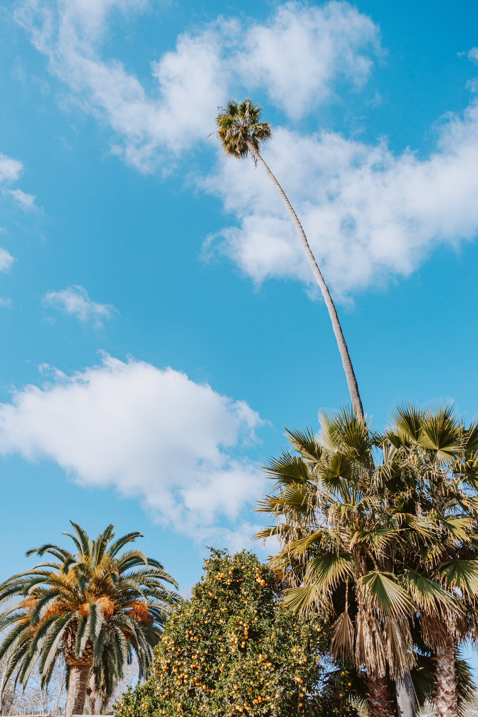 Local: The Ecology Center in San Juan Capistrano, California