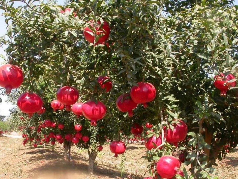 pomegranite.jpg