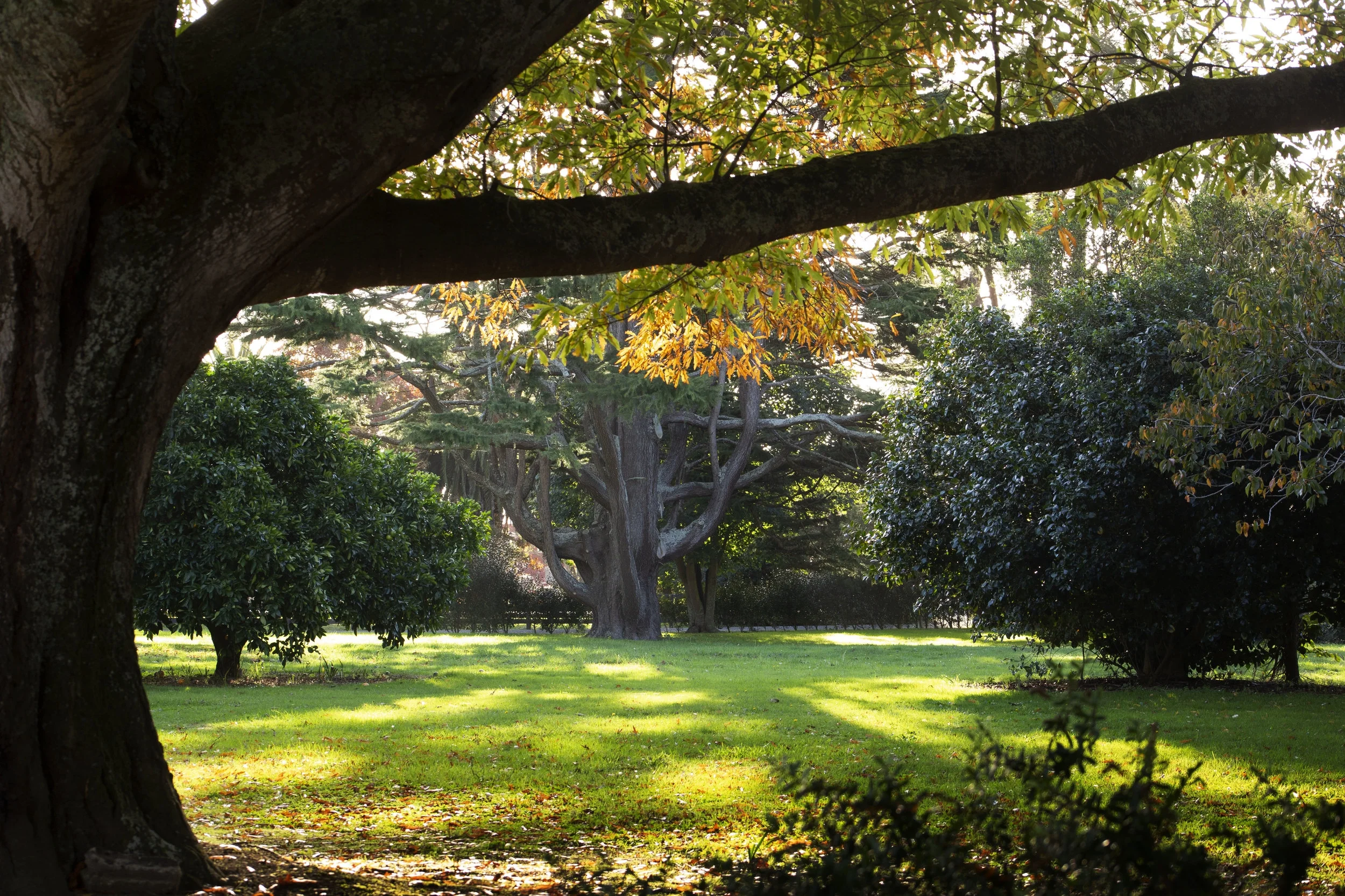 Autumn Garden