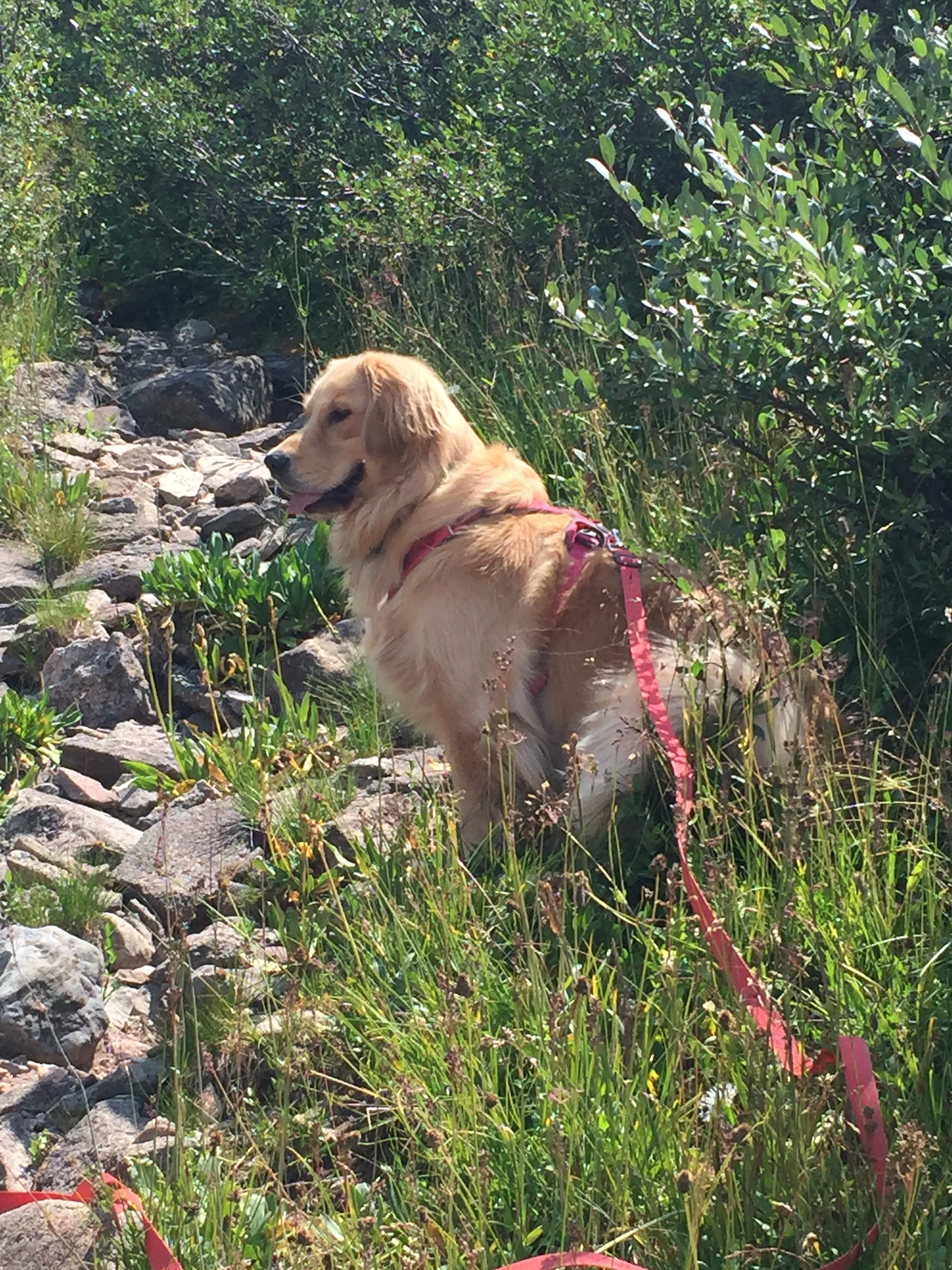 Gracie's Adventures