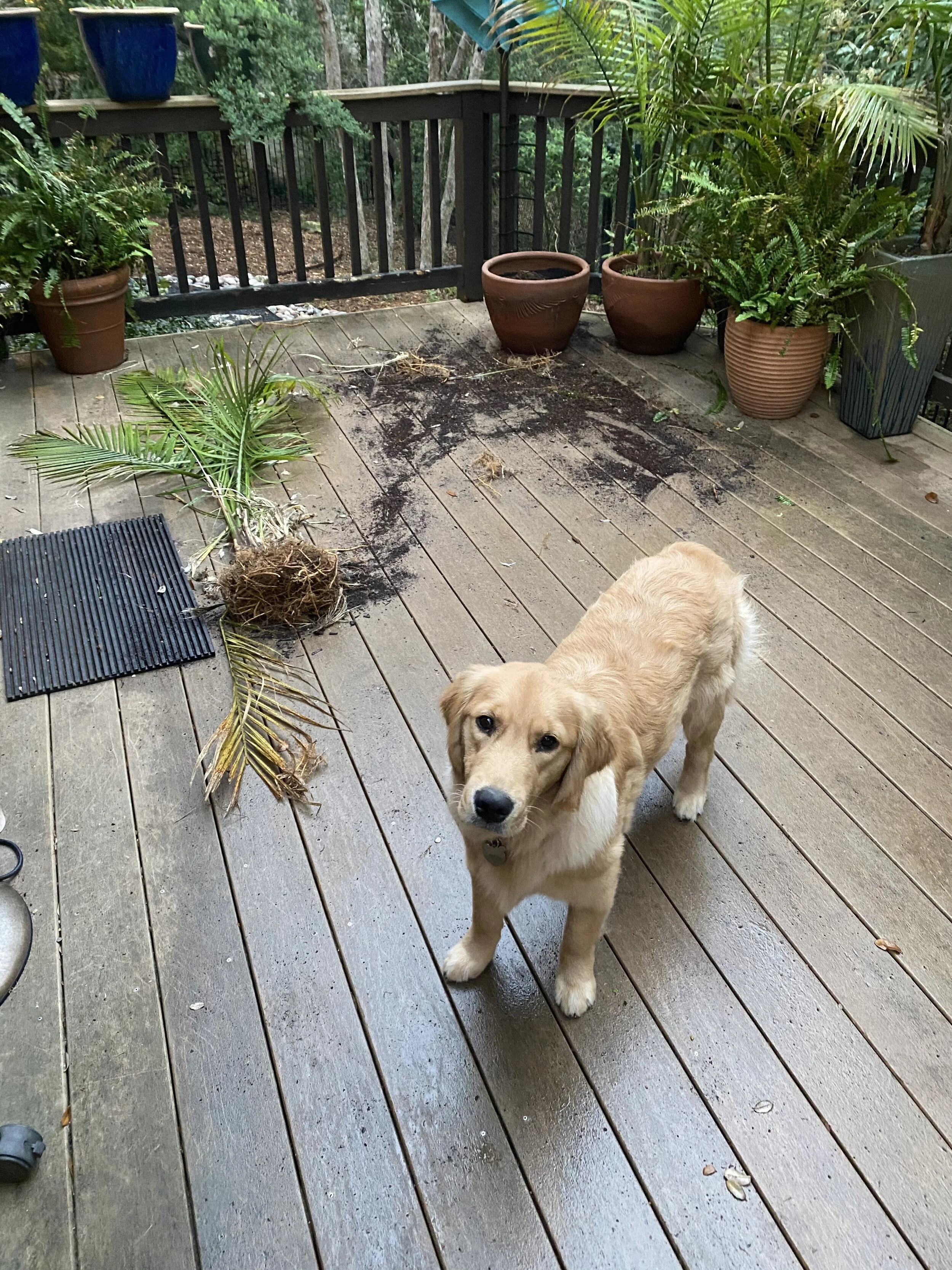 The Politics of Leaf Blowing