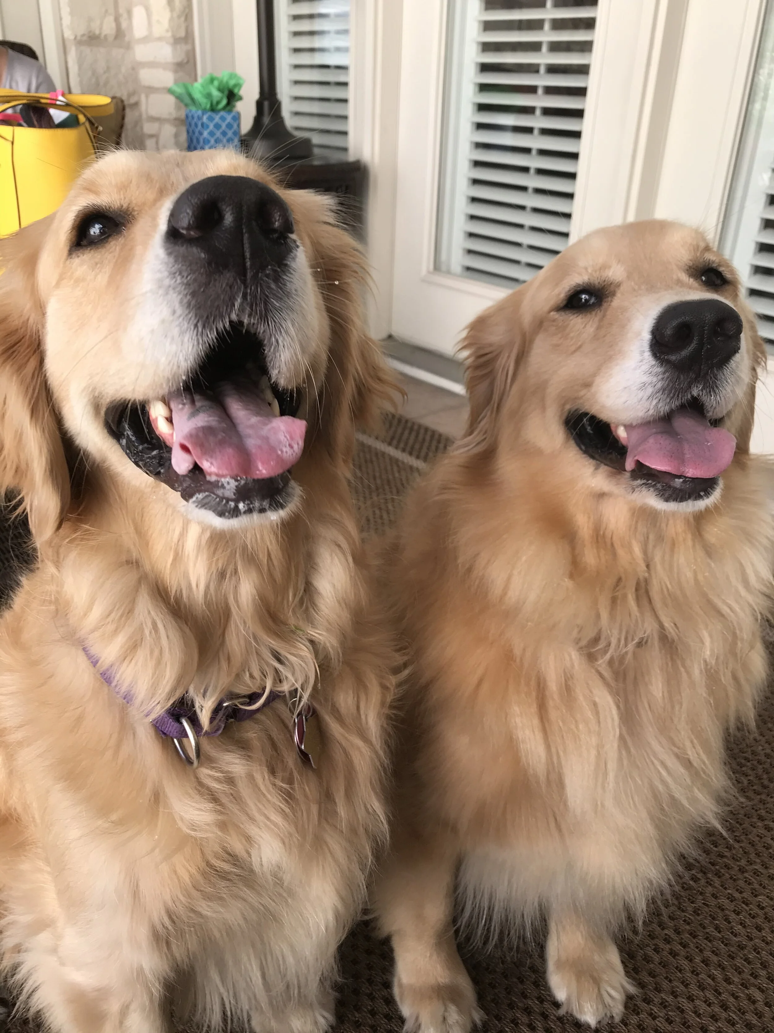 In this house, we believe Golden Retrievers are the best