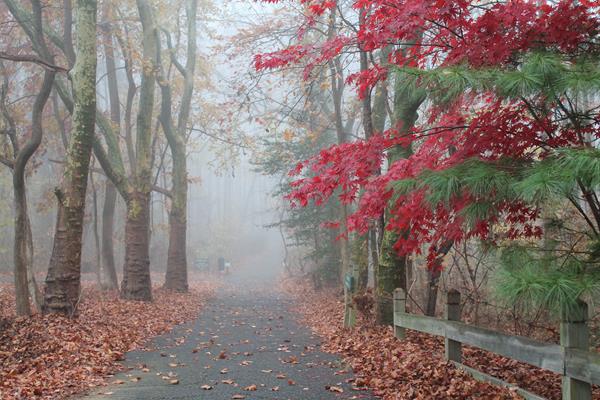 Foggy-Morning.jpg