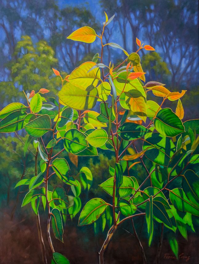 Sunlit Gumleaves 15 (Blue Mountains)