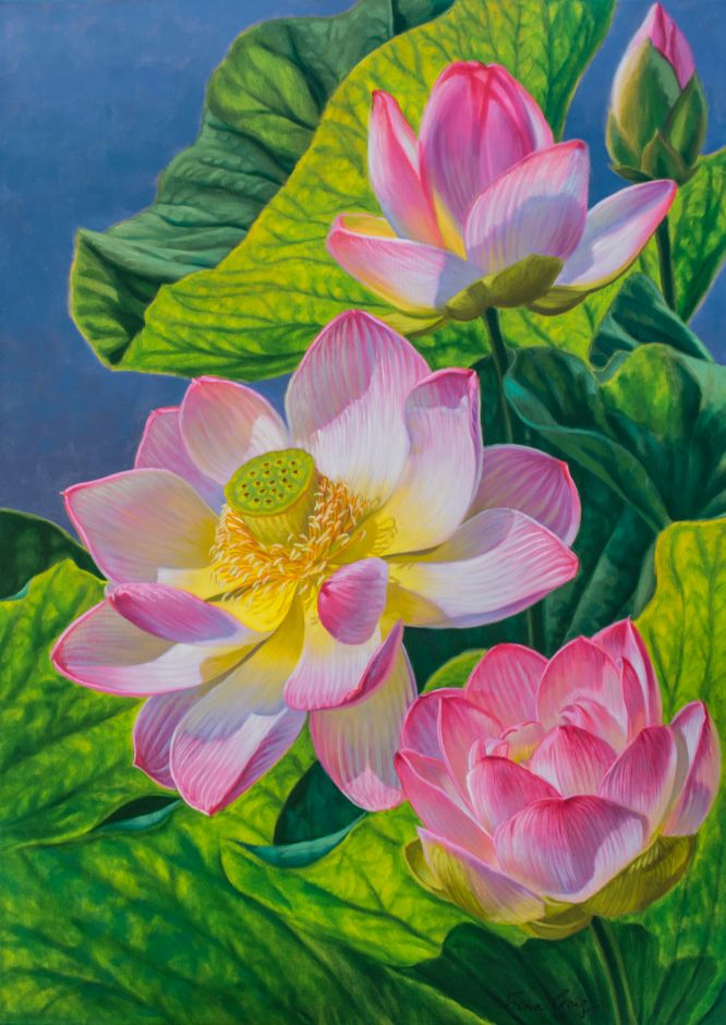 Pink Lotuses 2