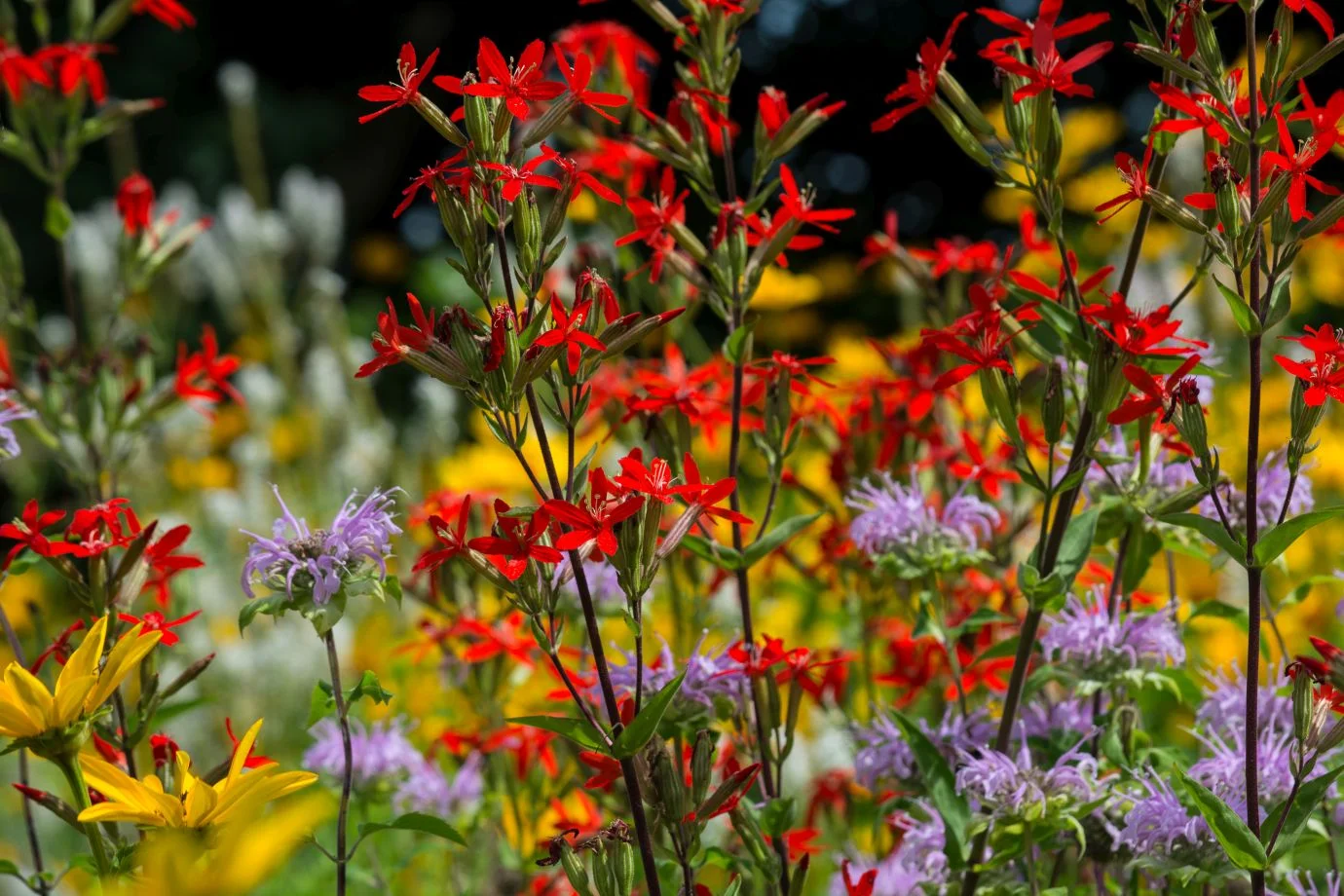 Prairie wildflowers in a fab juxtaposition of colours. Photo by F. Craig