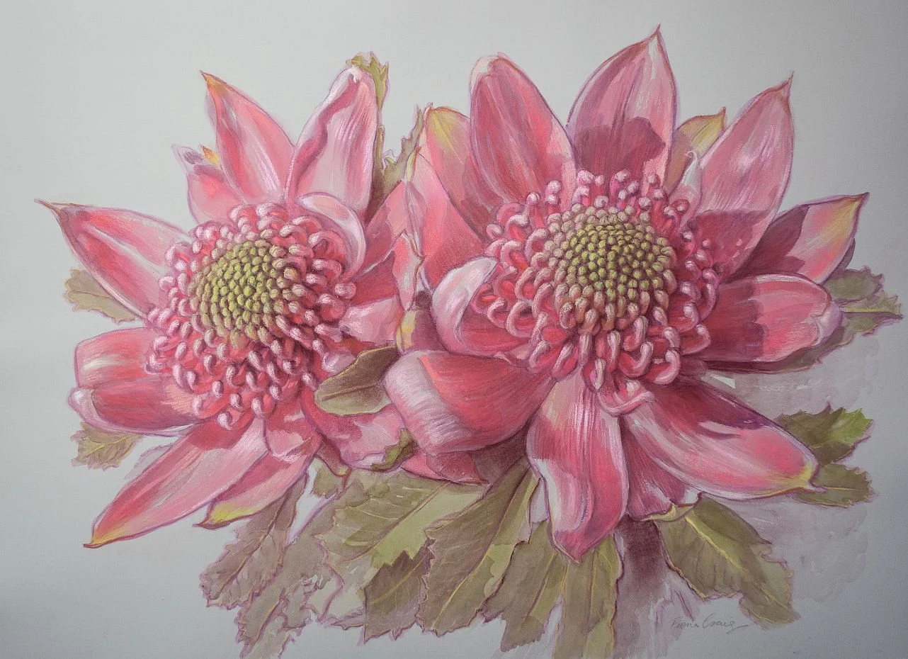 Two Pink Waratahs