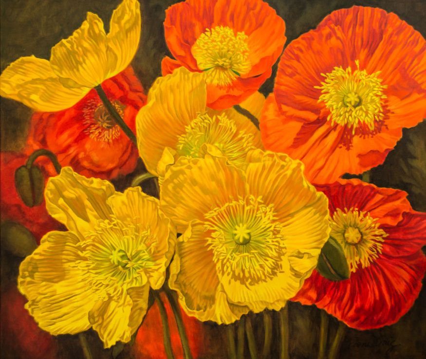 Iceland Poppies, 2