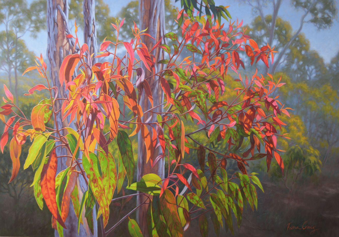 Red Gumleaves in the Blue Mountains