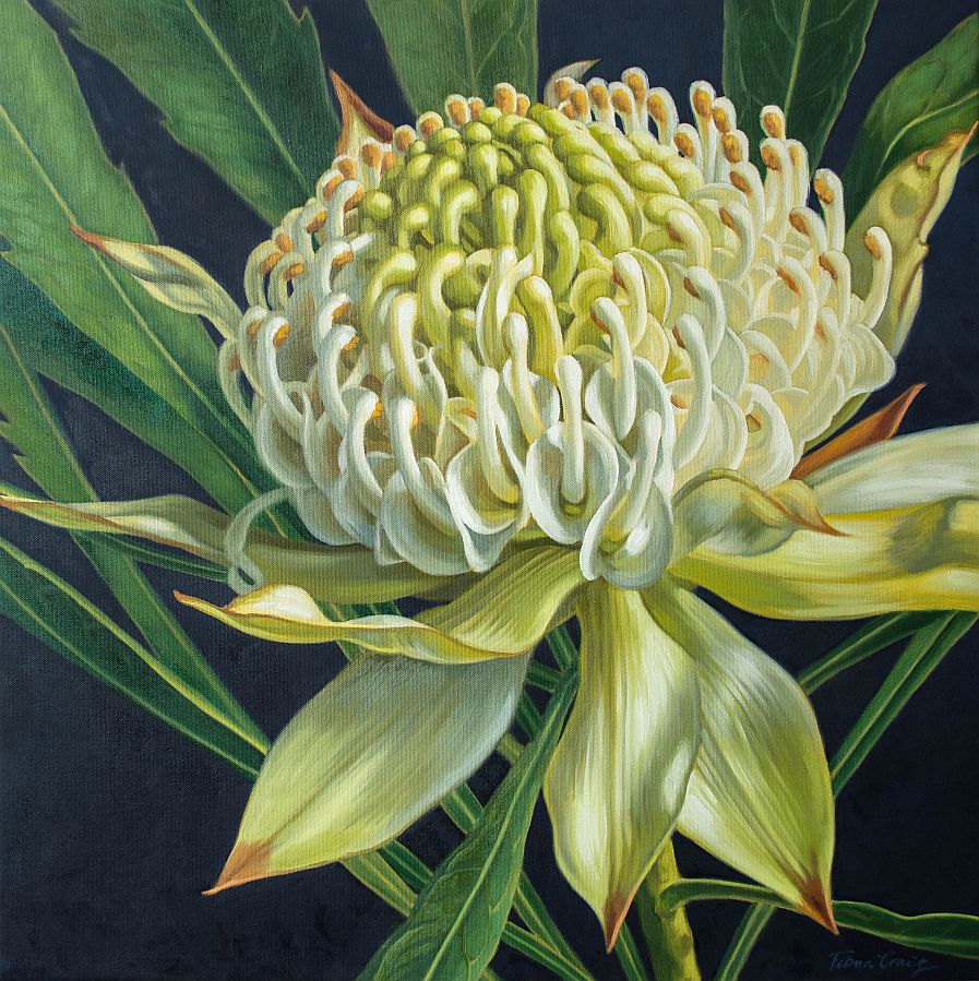 White Waratah on Indigo, 2