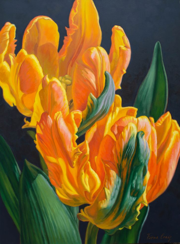 Orange Parrot Tulips