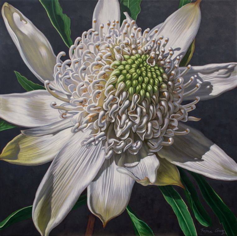 White Waratah on Indigo