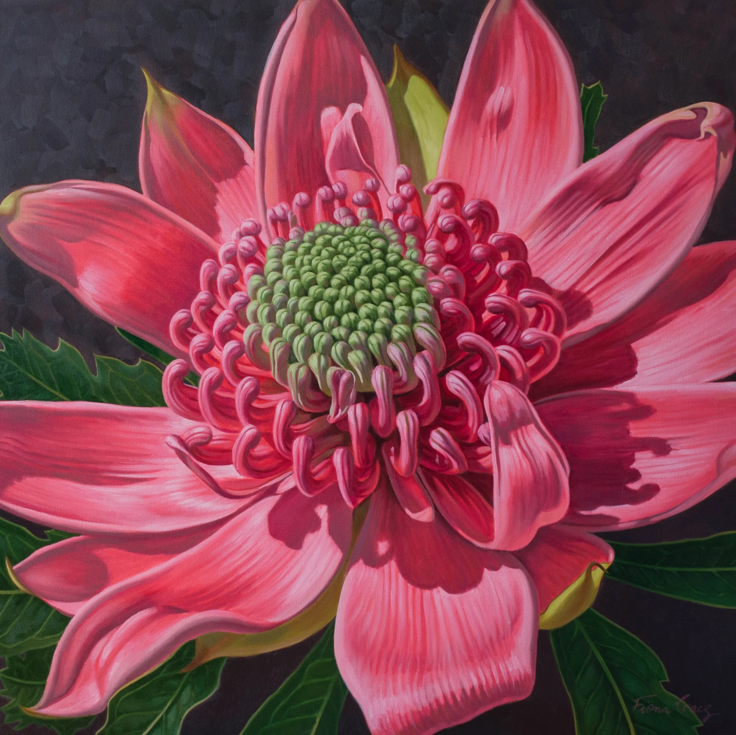 Pink Waratah Beauty 1